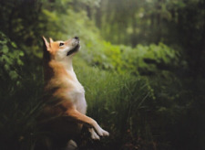 AKITA  INU *  Postkarte  * Postcard  # 1 comprar usado  Enviando para Brazil