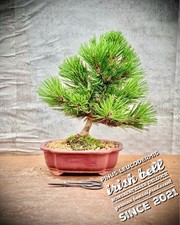 Pinus leucodermis campana usato  Spedire a Italy