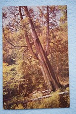 Arbor vitae tree for sale  Oakland