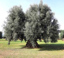 Olea europea monopoli usato  Napoli