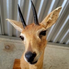 African dik dik for sale  Wichita