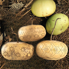 Corsican gourd seeds for sale  Pittsburgh