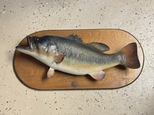 Real skin largemouth for sale  Somerville