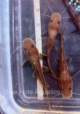 Redtail tiger shovelnose for sale  Naples