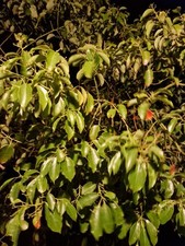 Foglie verdi canfora usato  Supersano