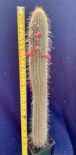 Large columnar cactus for sale  PENZANCE