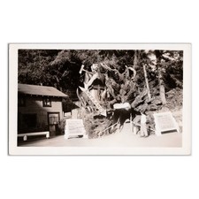 Vintage trees mystery for sale  Portland