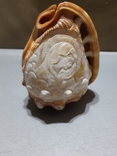carved conch shell for sale carved conch shell for sale Fountain Hills