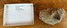 Mosasaurs anceps tooth for sale  RUGBY