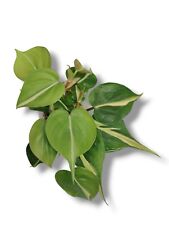 Extremely rare philodendron for sale  New Cumberland