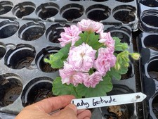 Pelargonium geranium hybrid for sale  NORTHWICH