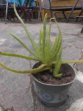 Junge aloe vera gebraucht kaufen  Worbis