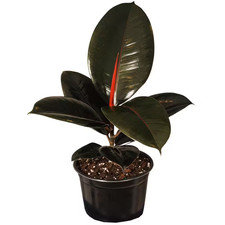 Tall tall ficus for sale  Miami