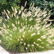 Pennisetum hameln chinese for sale  UK