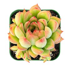 Mini echeveria mebina for sale  Fallbrook