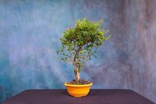 flowering bonsai for sale flowering bonsai for sale North Fort Myers