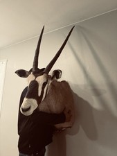 Excellent oryx trophy for sale  Amarillo