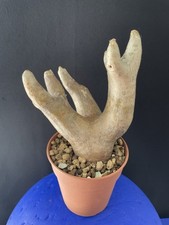 Rare plante caudex d'occasion  Aire-sur-l'Adour