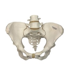 Scientific female human for sale  LONDON