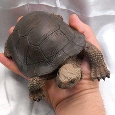 Realistic tortoise figurine for sale Realistic tortoise figurine for sale  LONDON