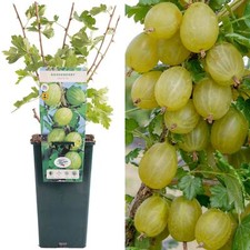 Gooseberry ribes invicta for sale  UK