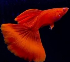 Full red guppy for sale  RAINHAM