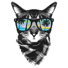 Cat breeze palm for sale  Olivet