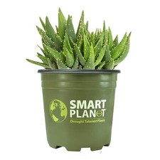Gal. aloe nobilis for sale  Charlestown