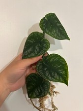 Monstera dubia leaf for sale  LONDON