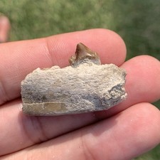Fossil dog jaw for sale  King George