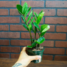 Plant inch potted for sale  Homestead