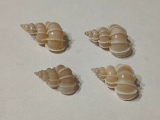 Conchiglia shell epitonium usato Conchiglia shell epitonium usato  Piombino