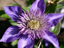 Clematis multi blue for sale  USA