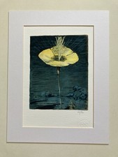 Fairy flower william for sale  LONDON