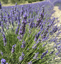 French lavender provence for sale  Gate City