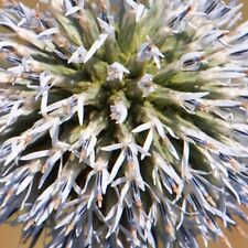 Echinops arctic glow for sale  UK
