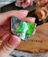 Rare ammolite specimen for sale  COVENTRY
