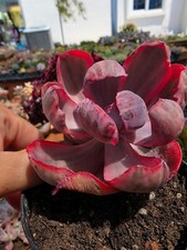 Imported blue rose for sale  San Leandro