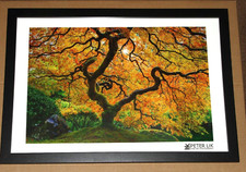 Peter lik small for sale  Coeur D Alene