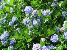 white lilac tree for sale  KING'S LYNN