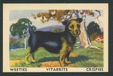 Australian terrier 1950 for sale  COLEFORD