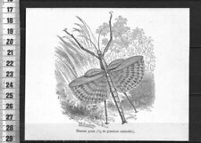 G262 engraving 1900 d'occasion  Expédié en Belgium