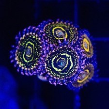 Stratosphere zoas single for sale  BIRMINGHAM