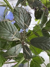 stick insect habitat for sale stick insect habitat for sale STRATFORD-UPON-AVON