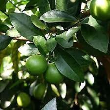 Pianta lime limetta usato  Maddaloni