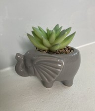 tiny succulents for sale tiny succulents for sale FAREHAM