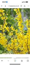Forsythia goldrush pot for sale  NUNEATON