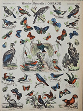 Historie naturelle oiseaux usato  Carrara