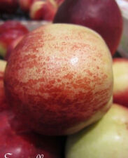 Pecher pêche nectarine d'occasion  Metz-