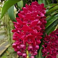 Rhynchostylis gigantea many for sale  San Francisco